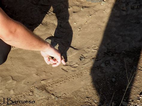 huella lobo|Rastros de lobo: huellas, excrementos, rascaduras.